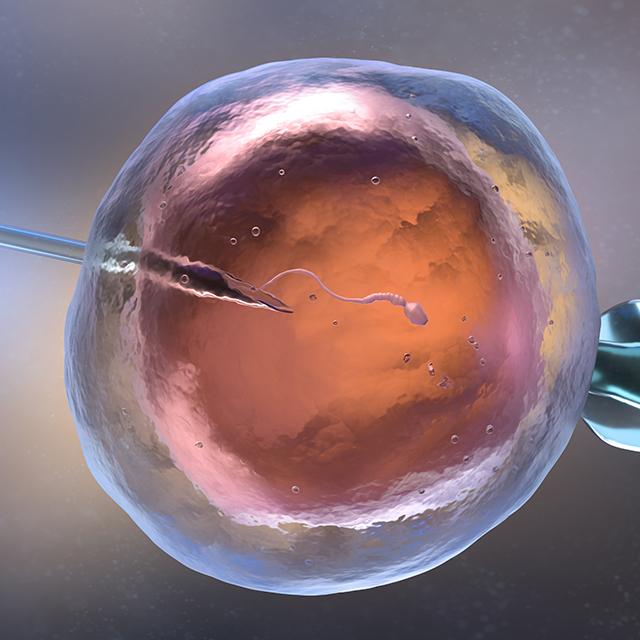 A 3D illustration of artificial semination or in vitro fertilization shows sperm entering an egg from a needle